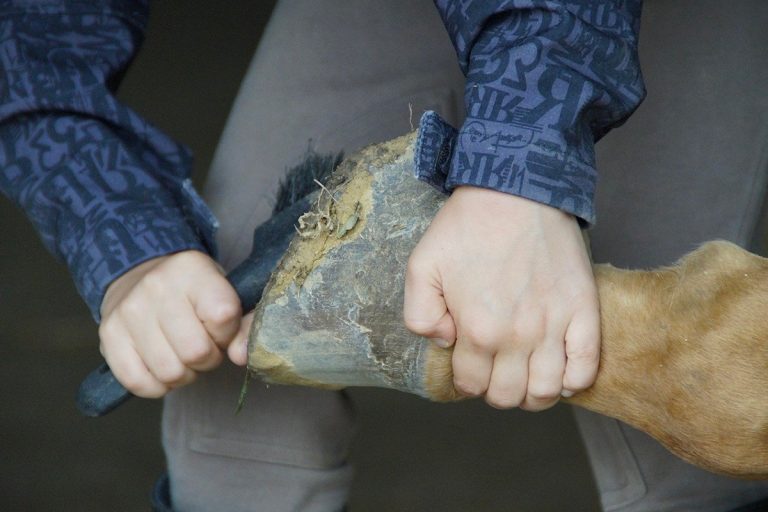 LEC Soins Des Sabots pour Chevaux - Fichiers de sciage de Faucille en